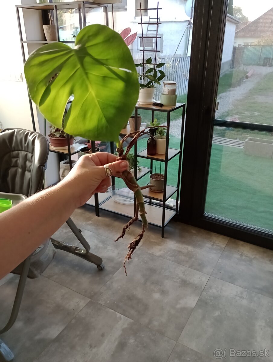 Monstera deliciosa už zasedena