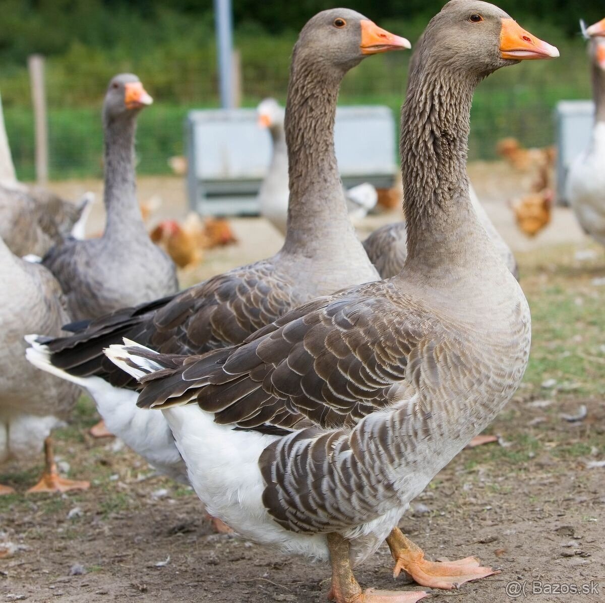 Landeská hus - predám ročného gunára.