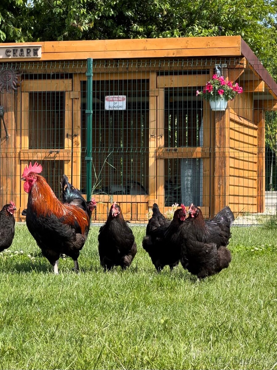 Maranska čierná medenokrká , nasadové vajička