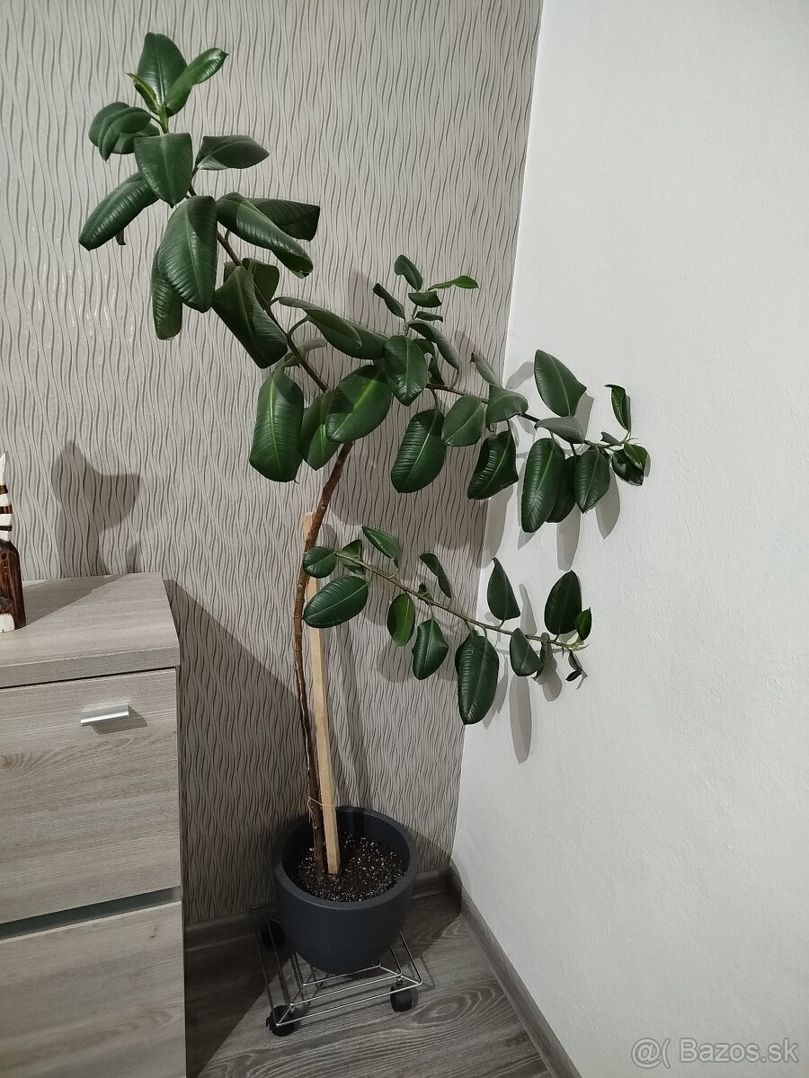 Ficus lyrata