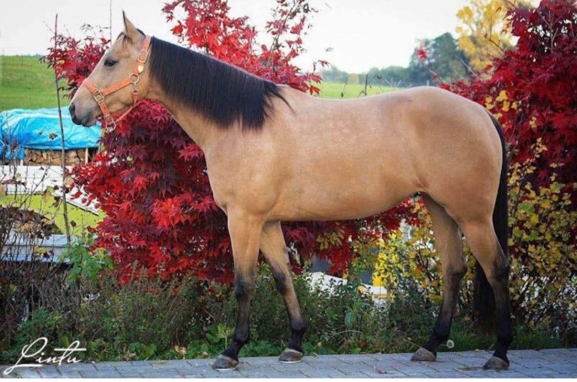 Qh Buckskin kobyla