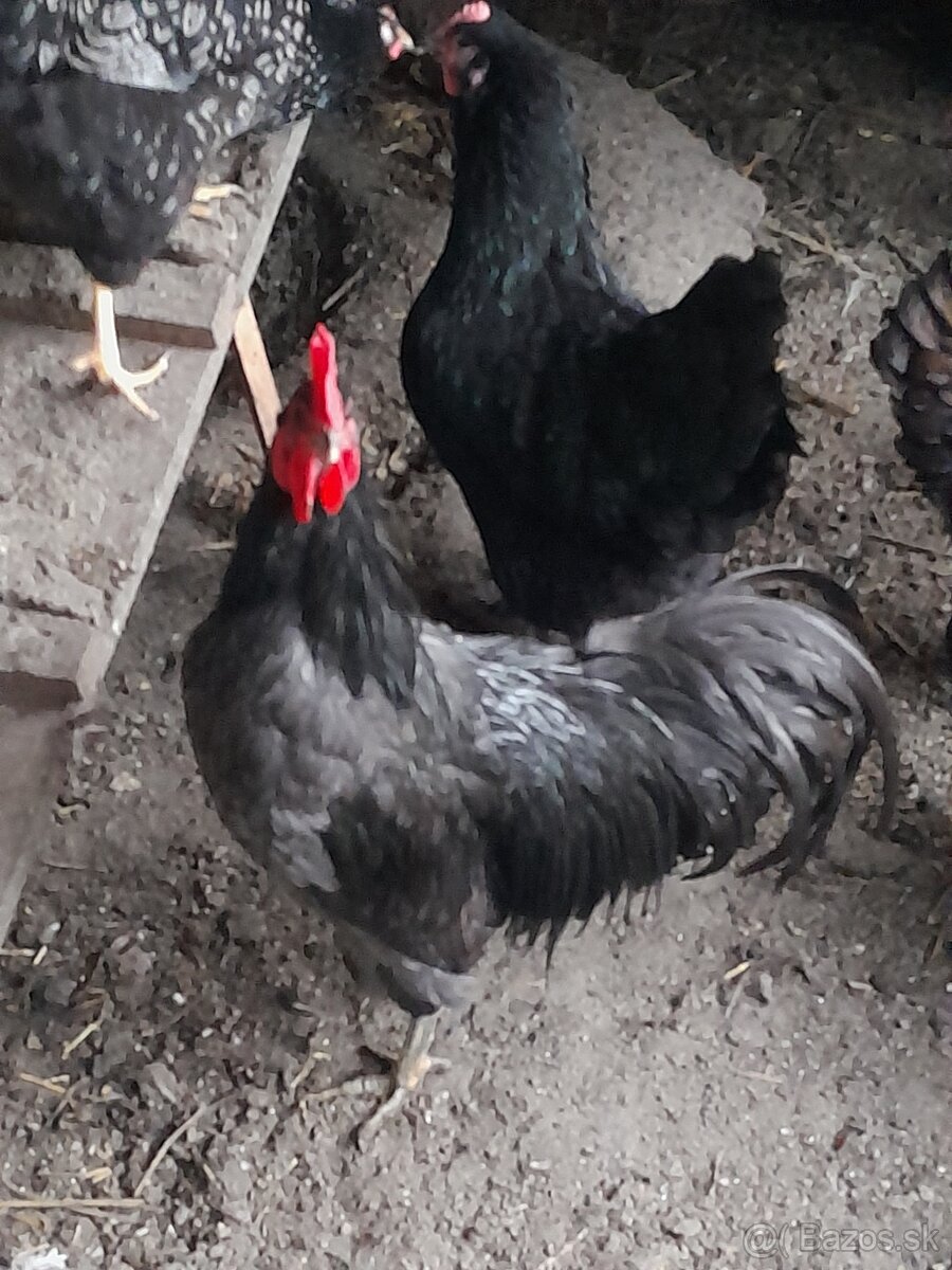 Kohut australorp modry