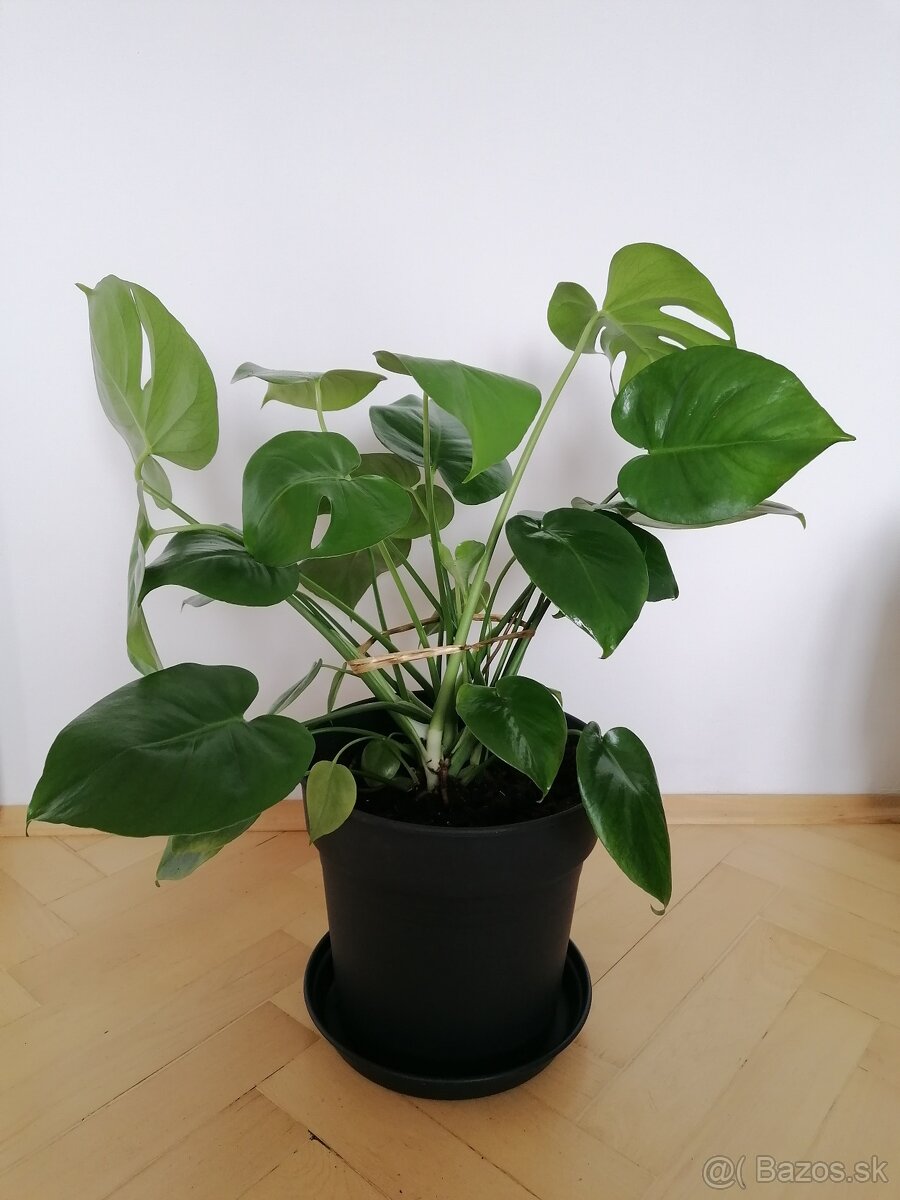 Monstera