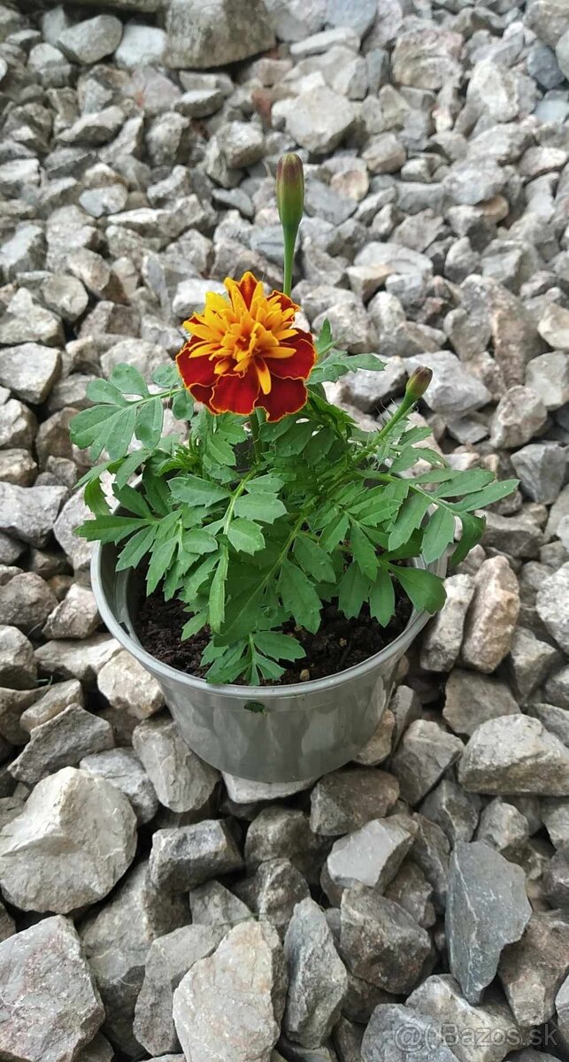 Aksamietnica/tagetes sadenice