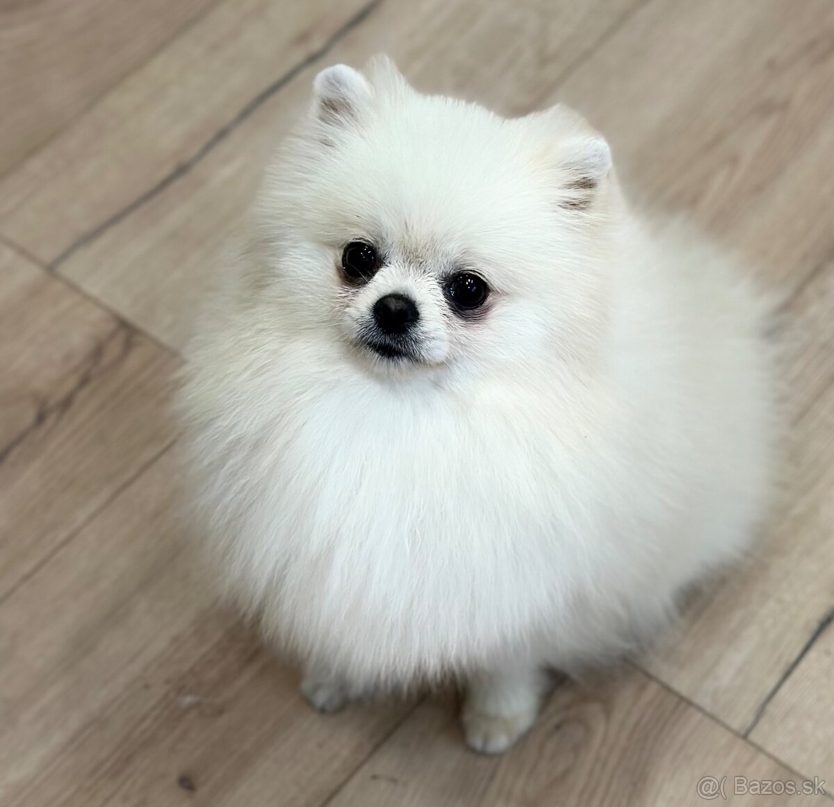 Pomeranian fenka.