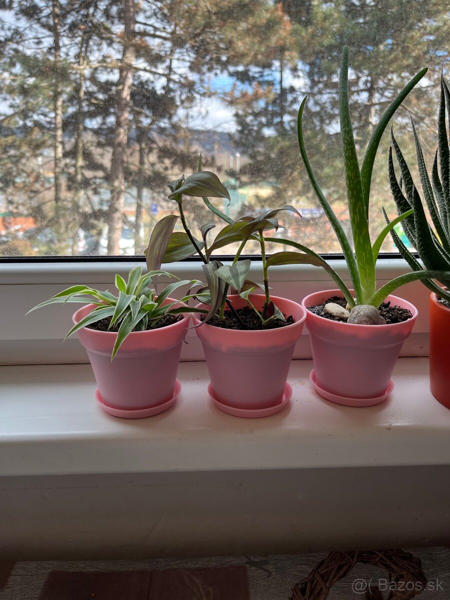 Aloe Vera, zelenec, tradescantia