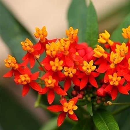 Glejovka - Asclepias curassavica - Mexický oleander - SEMENÁ