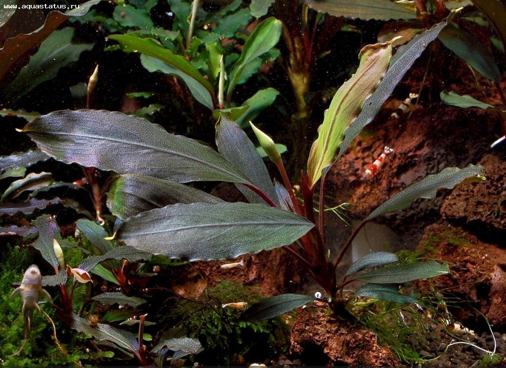 Bucephalandra Ulysses