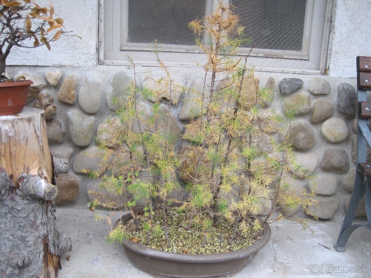 bonsai,bonsaj-smrekovec opadavý