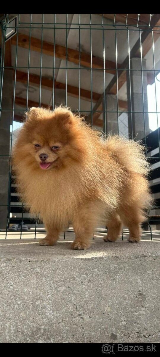 Pomeranian psik