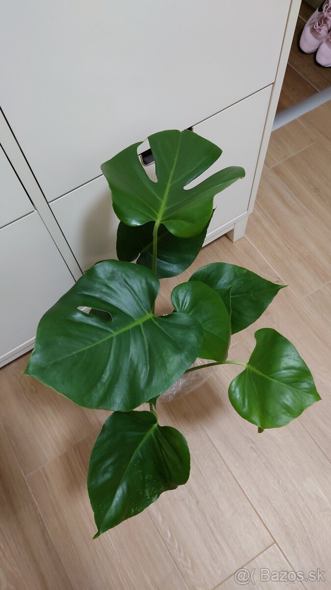 Monstera deliciosa, nová 60 cm výška