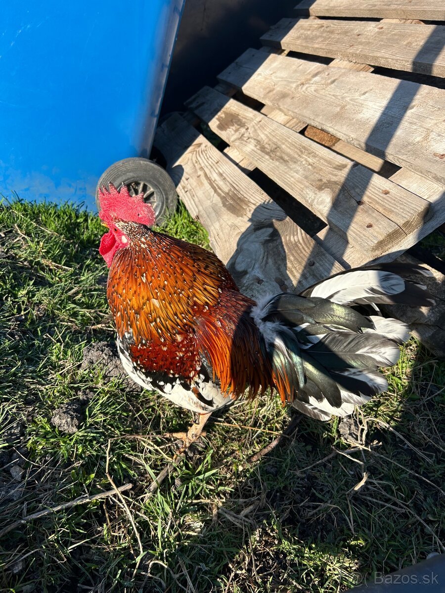 Liliput kohút, mix kohút