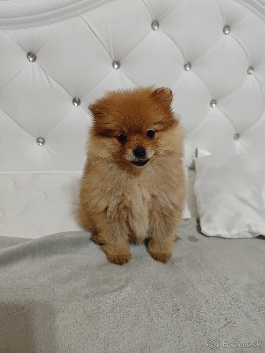 Pomeranian mini