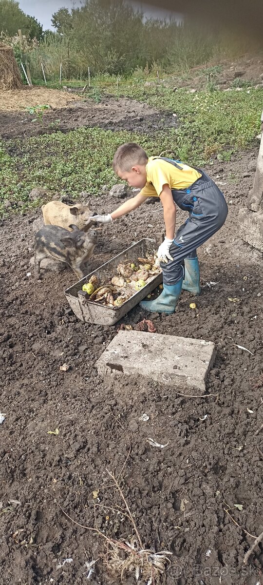 Predam odstavčata mangalice