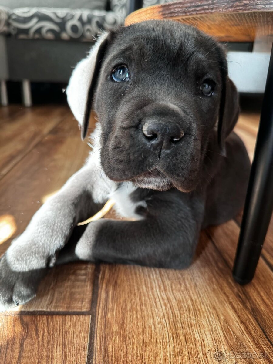 Predám Cane Corso šteniatko