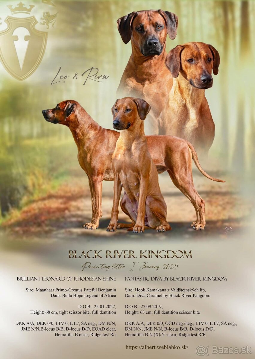 Rhodesian Ridgeback  s PP