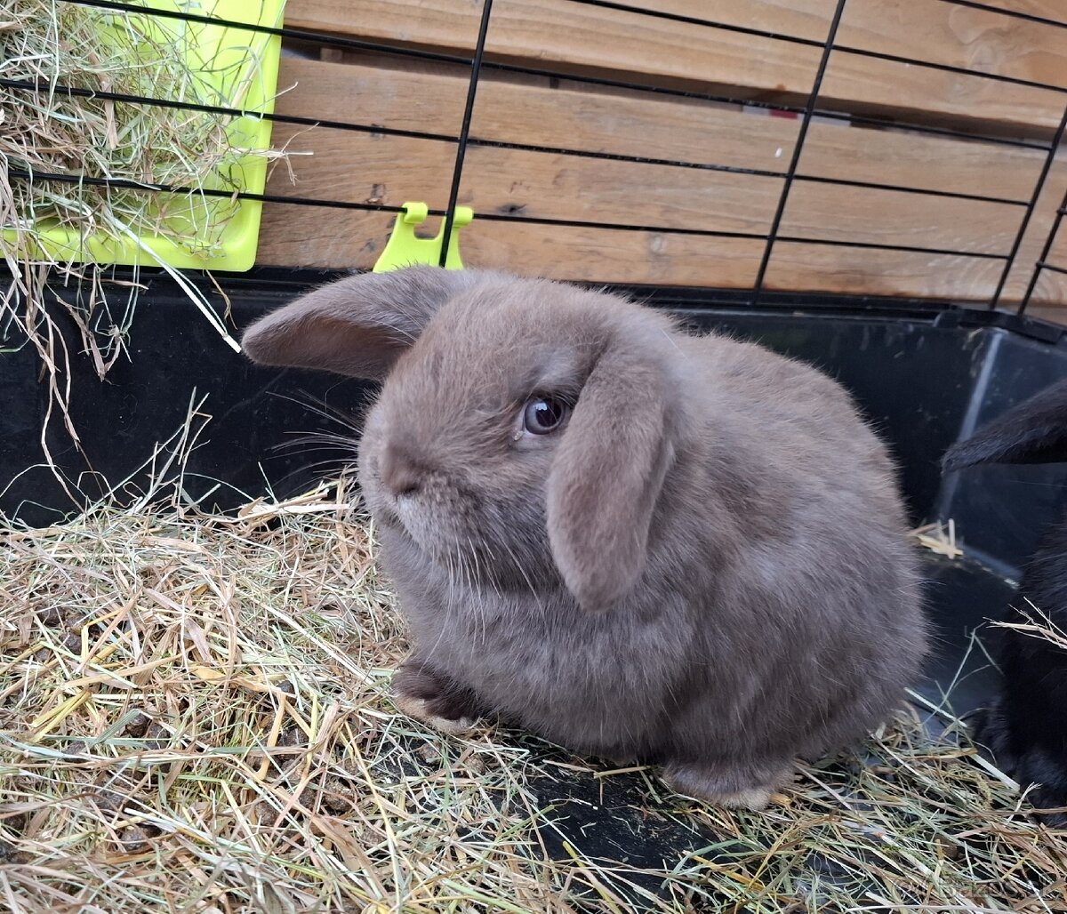 Zakrslý králik , zdrobnený kralik