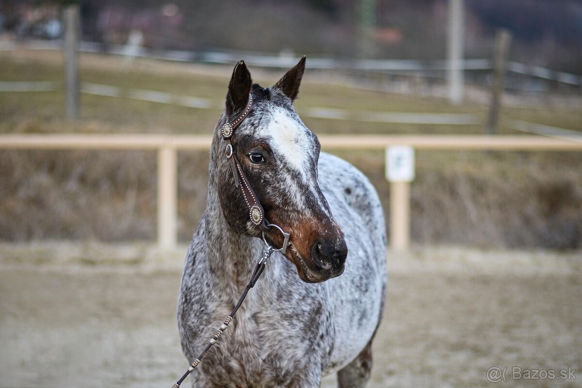 Nádherná kobyla Appaloosa