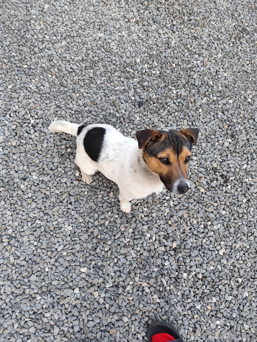 Jack Russel