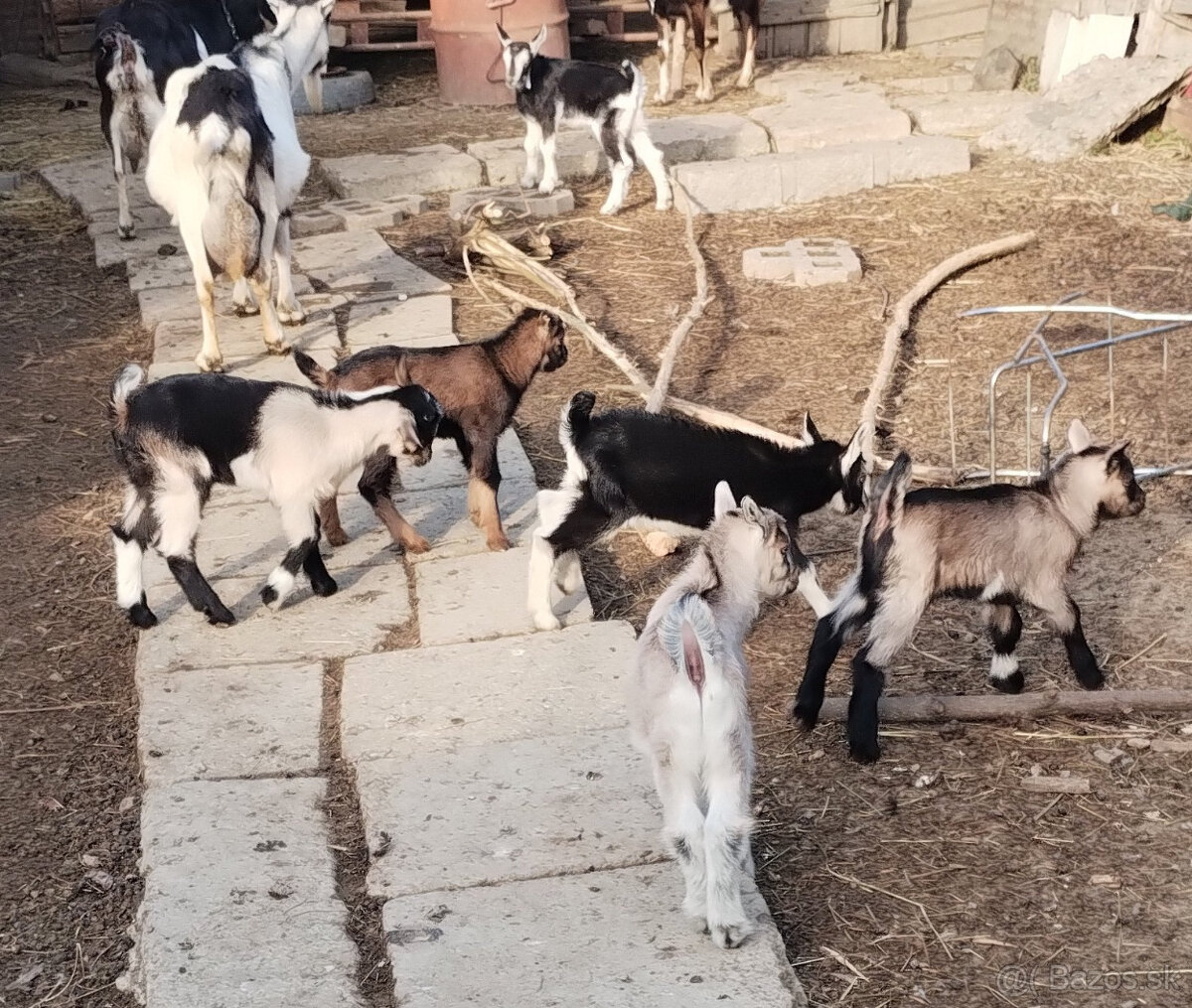 Predám kozlence, capkov. La mancha, Alpský