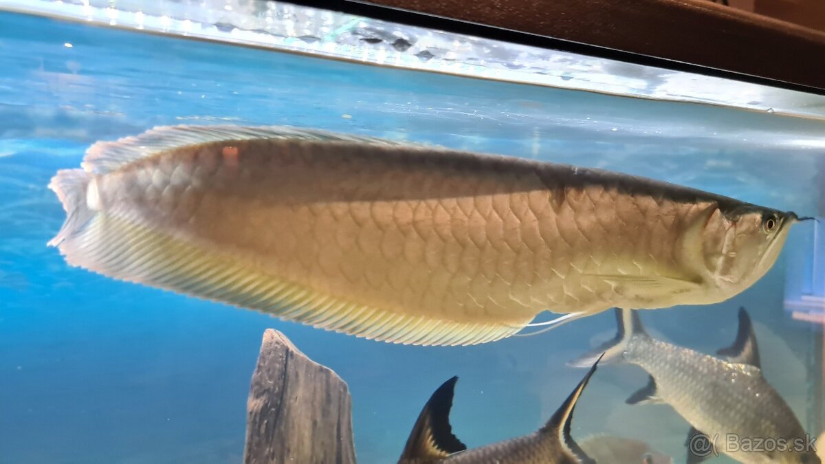 Arowana silver