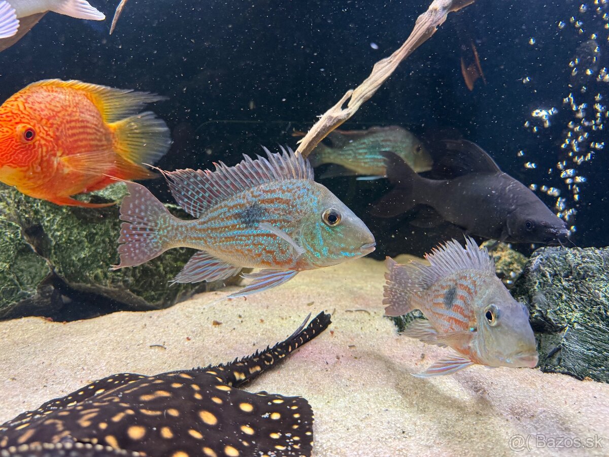 Geophagus sveni Rio parana