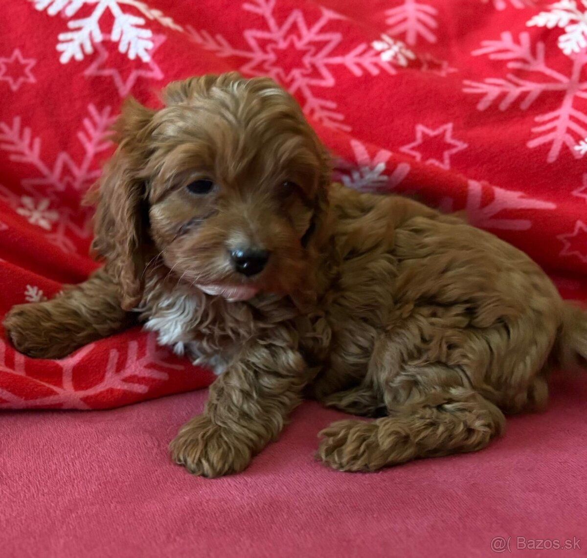 Cavapoo