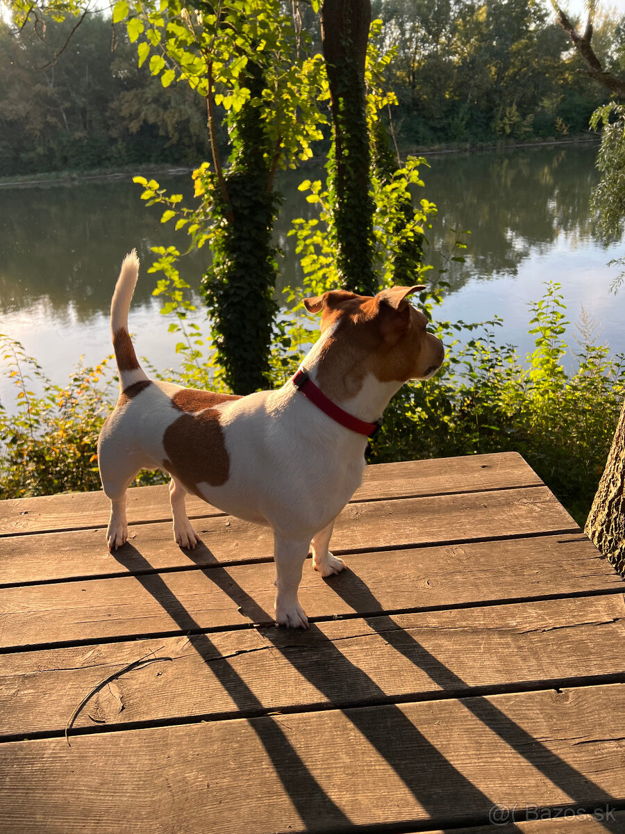 Jack Russel teriér na krytie