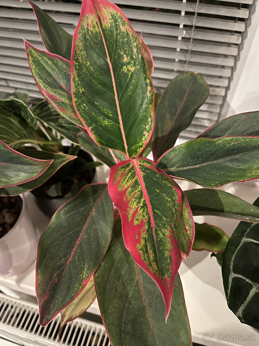 Aglaonema siam aurora - krásna izbová rastlina, veľké + malé