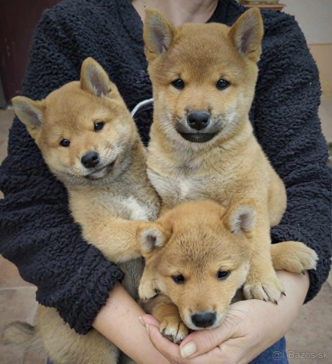 Shiba Inu