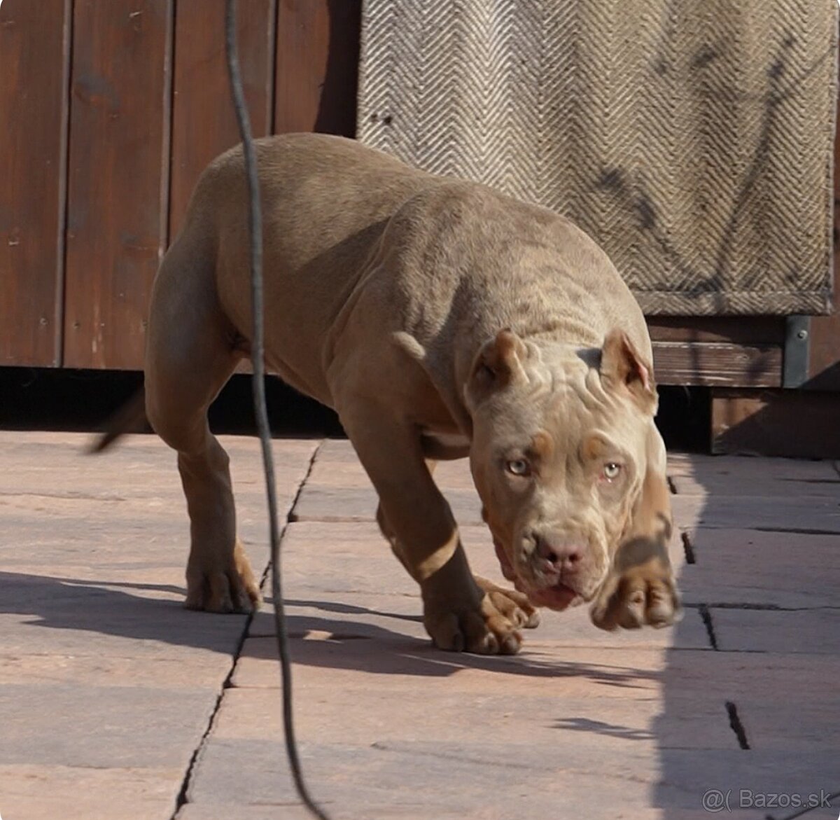 American bully xl xxl