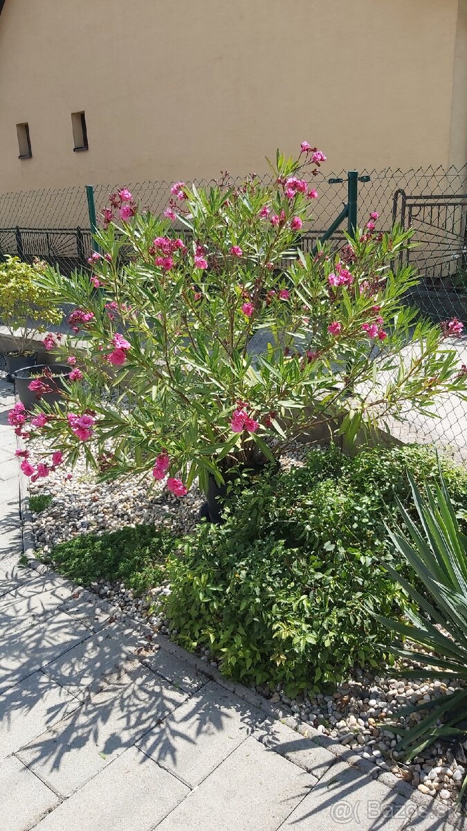 Predam velky oleander