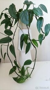 Epipremnum pinnatum ‘ Cebu blue ’ - Potosovec - Pothos