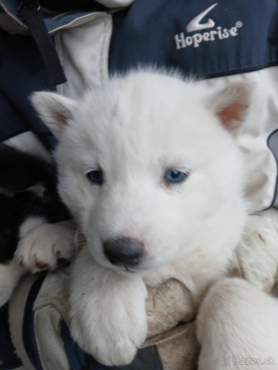 Sibírsky husky