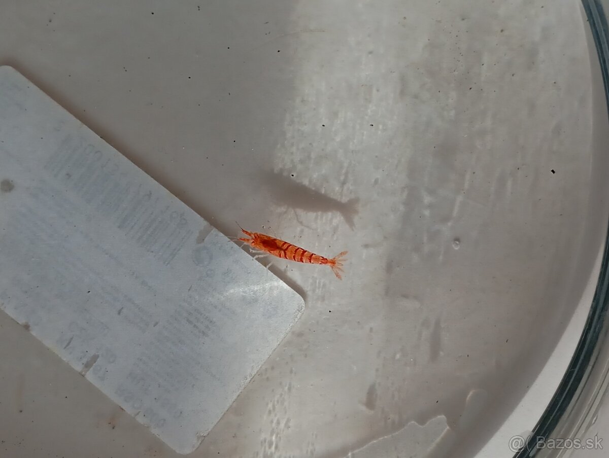 Caridina Red Tiger.