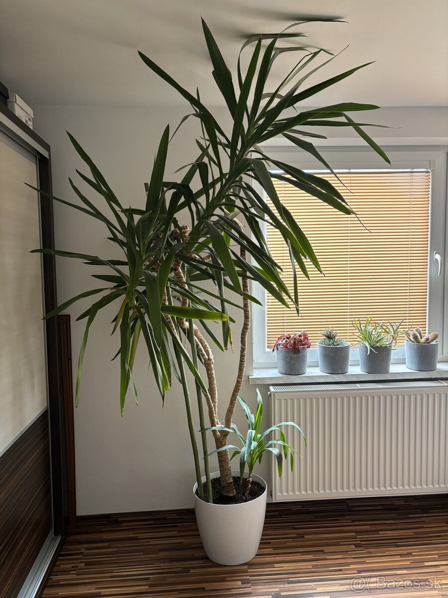 Juka 2,5m, (Yucca) rastliny do zimnej zahrady