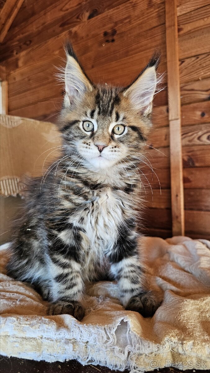 Mainská mývalia mačka / maine coon s rodokmeňom