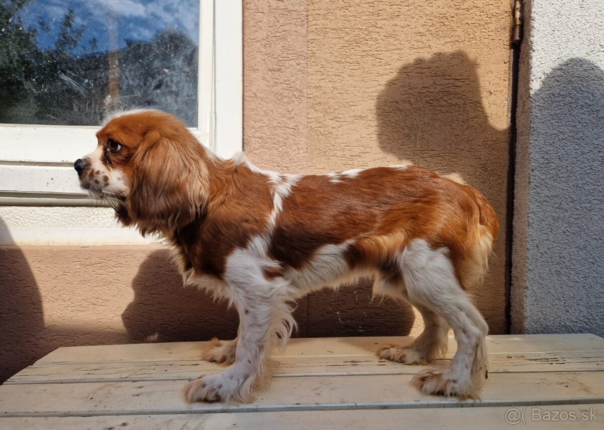 Cavalier King Charles Spaniel s PP