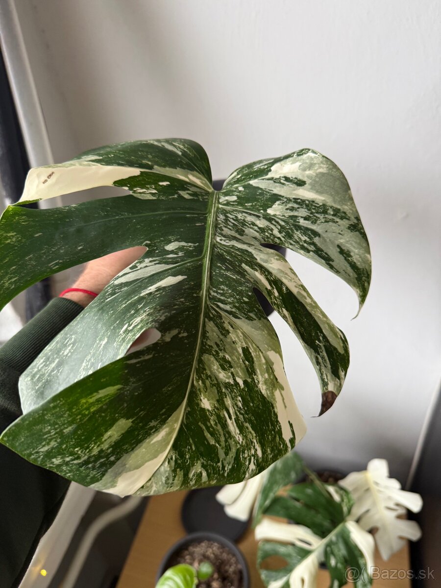 Monstera albo vareiegata