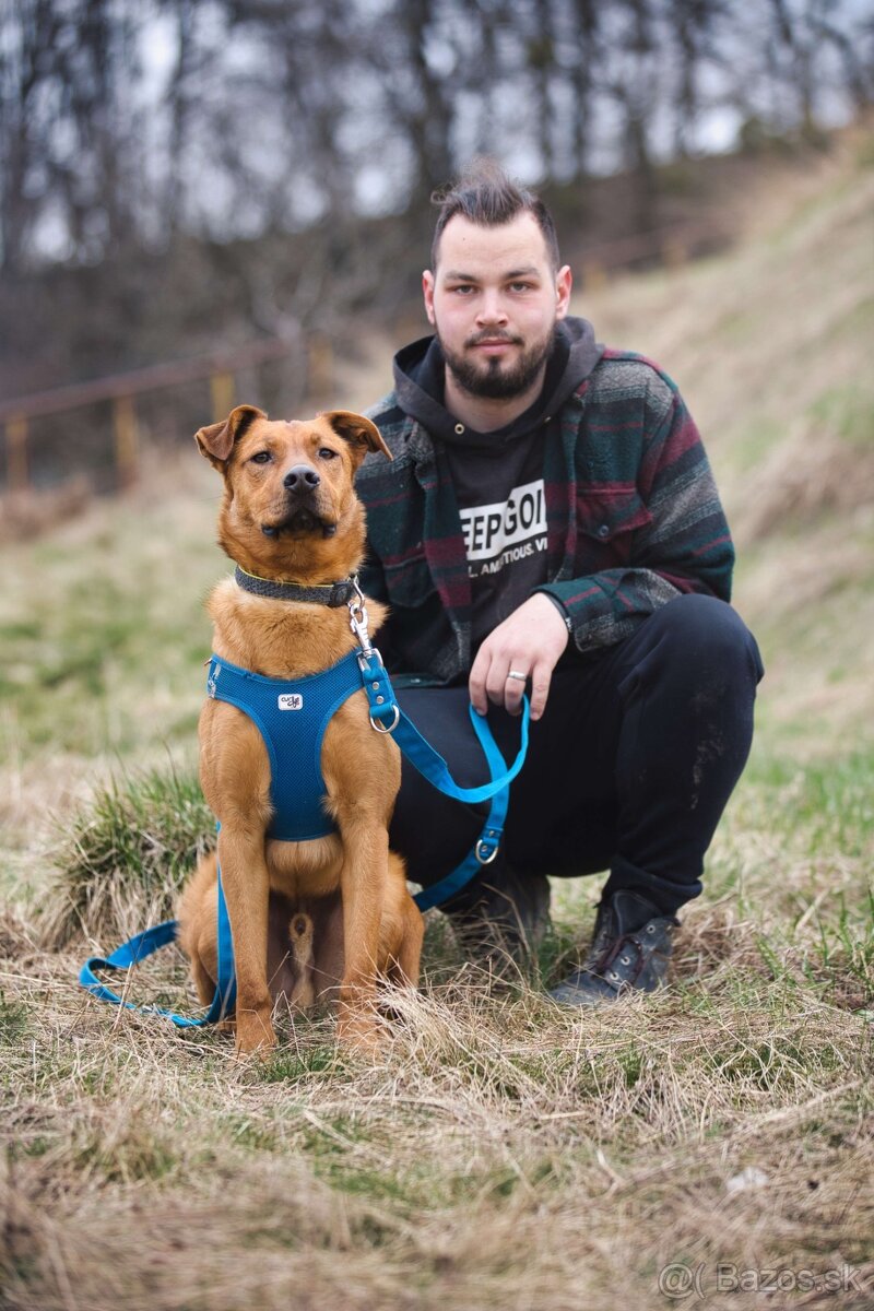 Darujem poslušného psa Beriho - mix ridgeback