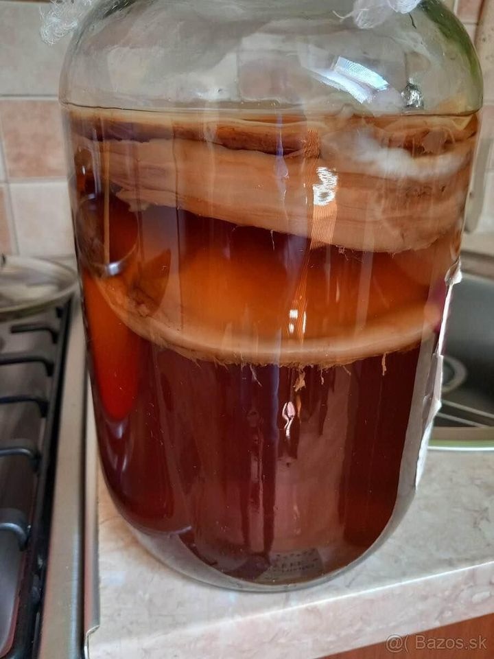 Čajová huba Kombucha