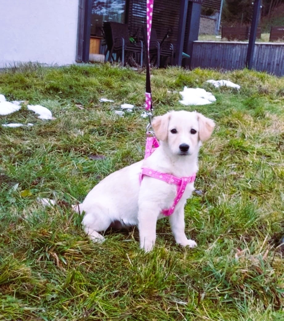 Darujem šikovné šteniatko - sučka Flora - mini labrador