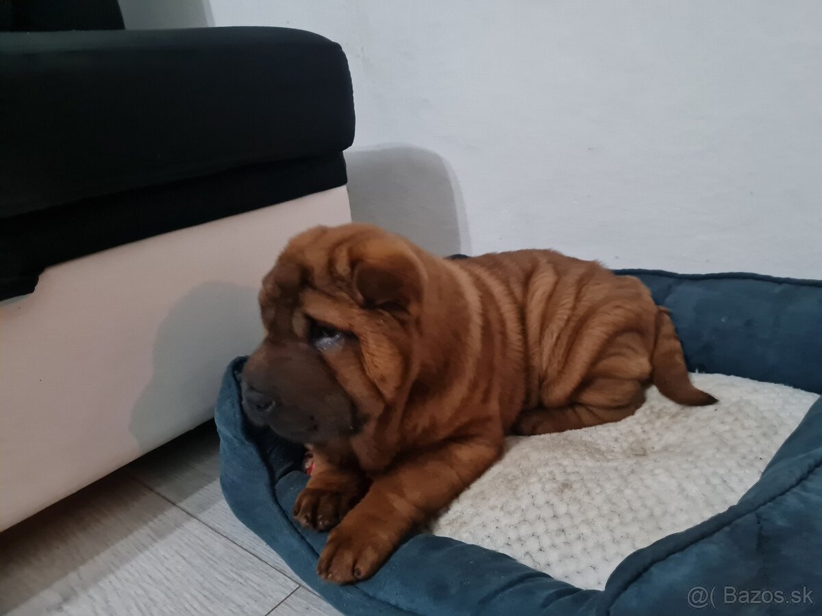 ⭐️SHAR-PEI šteniatko