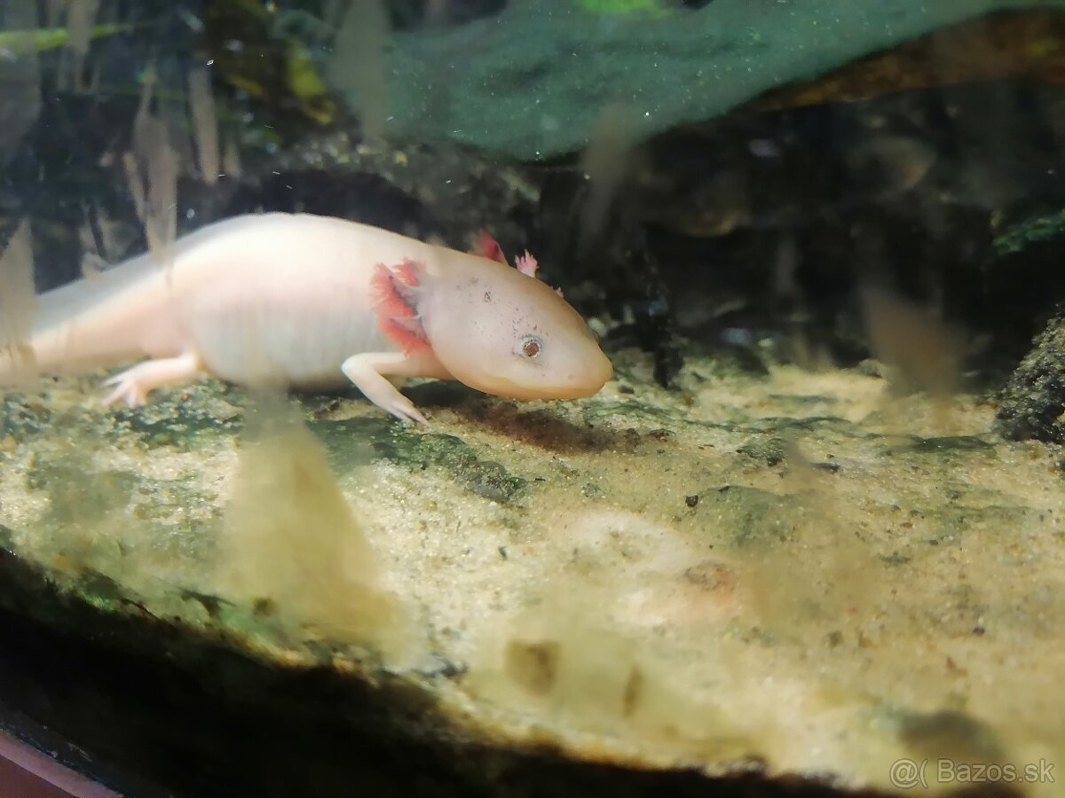 Axolotl mexický