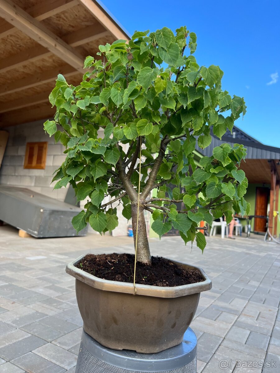 Bonsai Tilia Cordata