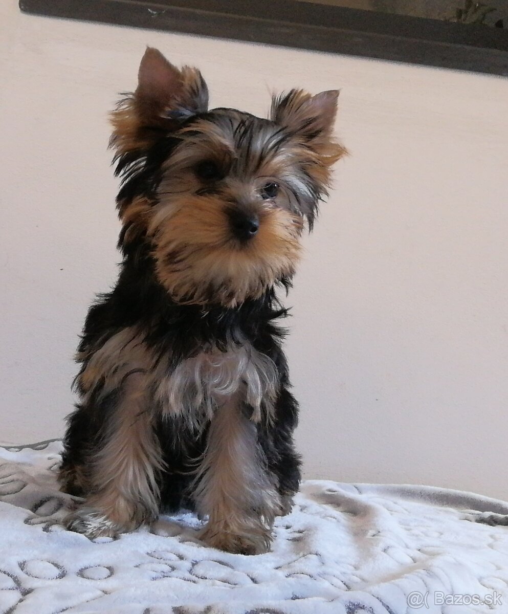 Yorkshire terrier ,York, Yorkshire, Jorkšírský teriér s PP