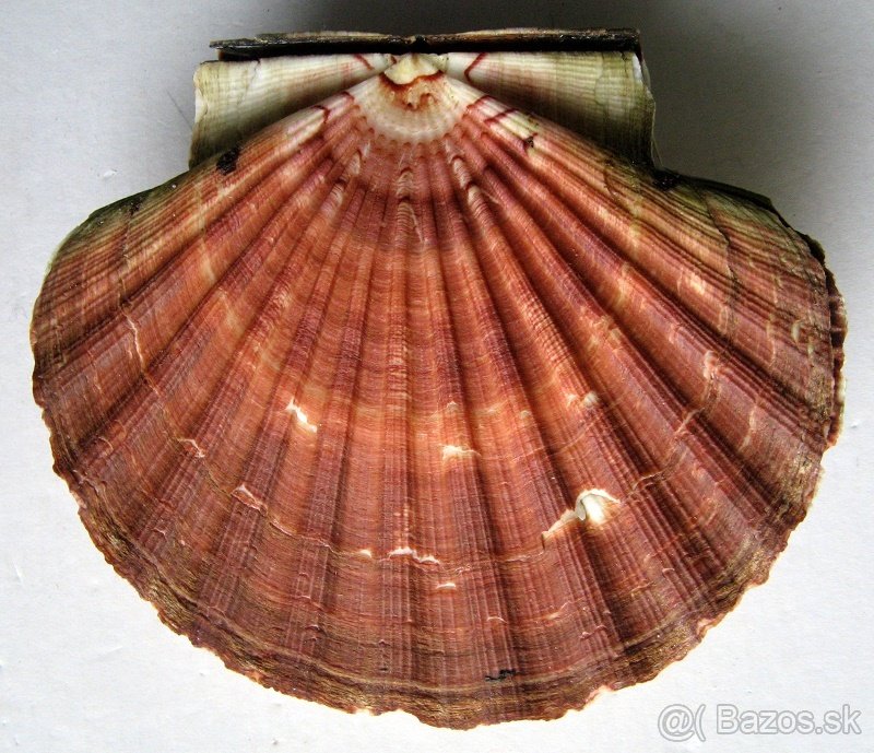 Pecten maximus