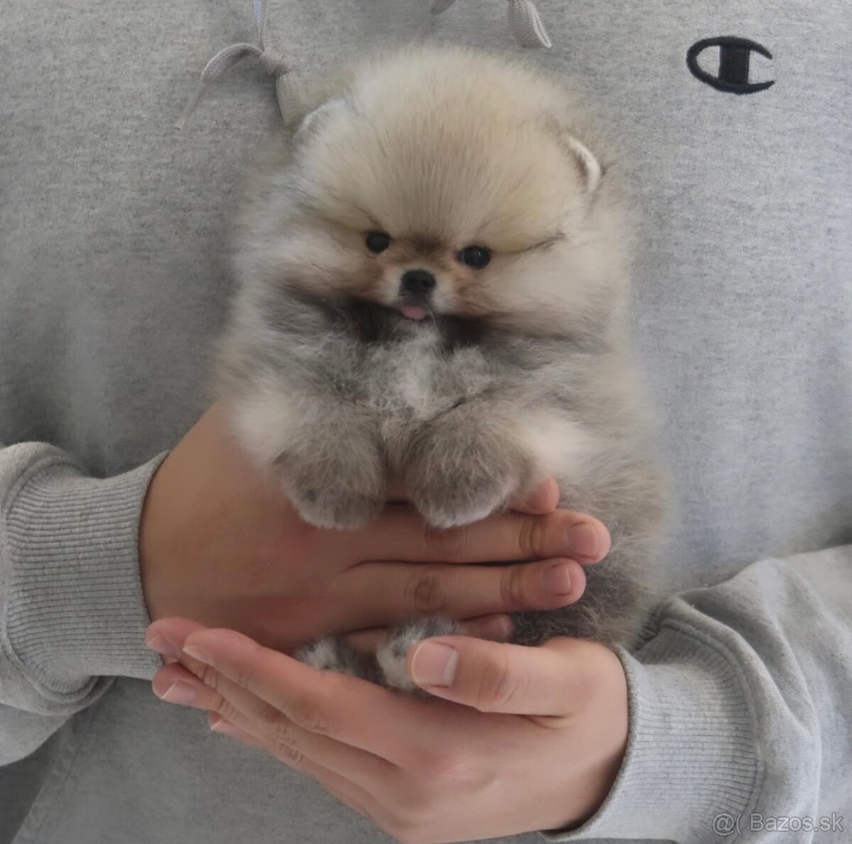 Pomeranian