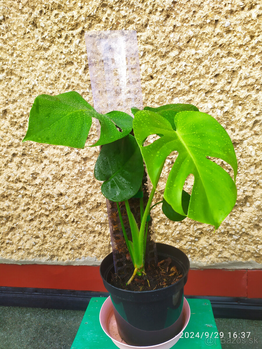 Monstera deliciosa5