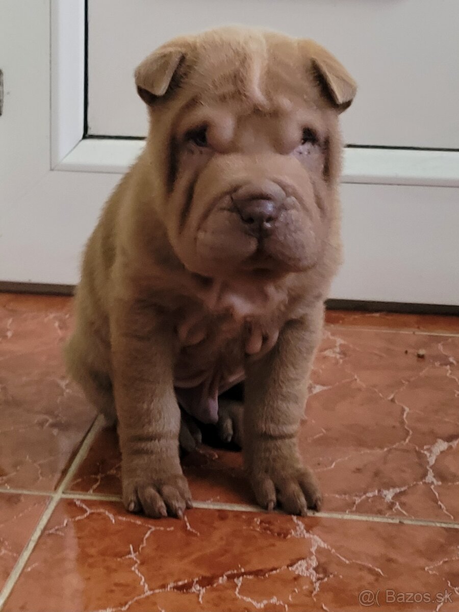 Sharpei štenniatka